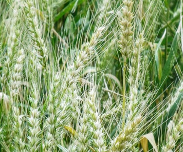 Lebanon Exporting agri-food products 2016